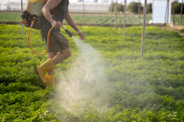 Best Pest Removal Services  in Bossier City, LA