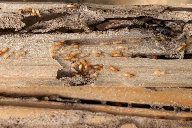 Best Rat Extermination Near Me  in Bossier City, LA